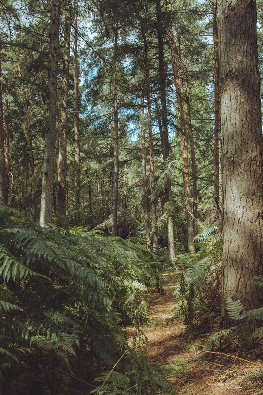 The Evolution of Trail Running — From Niche Sport to Mainstream Phenomenon